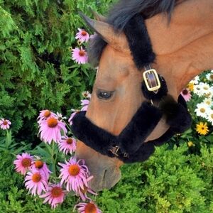 Leather Halter With Fleece Padding